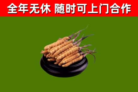 石峰回收散虫草