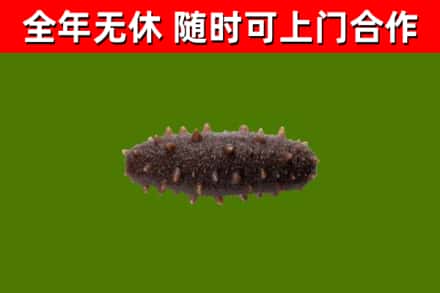 石峰回收海参干
